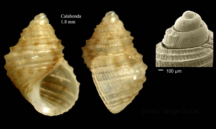 Crisilla tenera (Philippi, 1844)Specimen from Calahonda, M�laga, Spain (actual size 1.8 mm), and protoconch of a shell from Fuengirola, Spain.