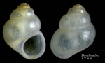 Obtusella intersecta (Wood S., 1857)Shell from Benalmádena, Spain (actual size 1.2 mm). Obtusella intersecta (Wood S., 1857)Shell from Benalmádena, Spain (actual size 1.2 mm).