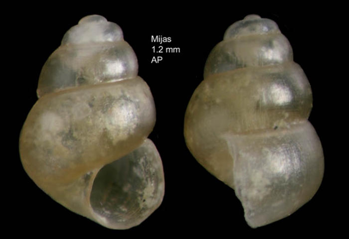 Obtusella macilenta (Monterosato, 1880)Shell from Mijas, M�laga, Spain (actual size 1.2 mm).