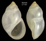 Plagyostila asturiana Fischer P. in de Folin, 1872Specimen from Barbate, Spain (actual size 2.7 mm). Plagyostila asturiana Fischer P. in de Folin, 1872Specimen from Barbate, Spain (actual size 2.7 mm).