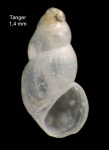 Onoba guzmani Hoenselaar & Moolenbeek, 1987Specimen from Tangiers, Morocco (actual size 1.4 mm). Onoba guzmani Hoenselaar & Moolenbeek, 1987Specimen from Tangiers, Morocco (actual size 1.4 mm).