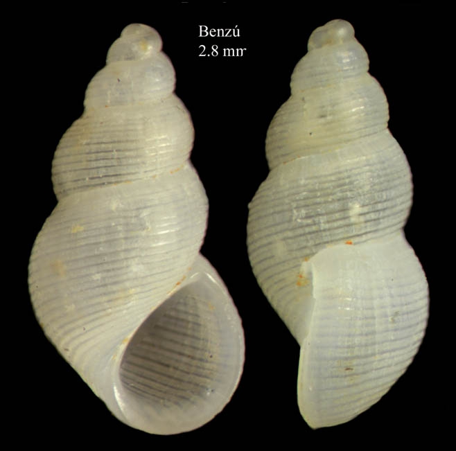 Onoba josae Moolenbeek & Hoenselaar, 1987Shell from Benz�, Ceuta, Strait of Gibraltar, Ceuta (actual size 2.8 mm).