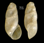 Botryphallus epidauricus (Brusina, 1866)Specimen from Benzú, Ceuta, Strait of Gibraltar (actual size 1.3 mm). Botryphallus epidauricus (Brusina, 1866)Specimen from Benzú, Ceuta, Strait of Gibraltar (actual size 1.3 mm).