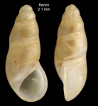 Peringiella elegans (Locard, 1892)Specimen from Benzú, Ceuta, Strait of Gibraltar (actual size 2.1 mm). Peringiella elegans (Locard, 1892)Specimen from Benzú, Ceuta, Strait of Gibraltar (actual size 2.1 mm).