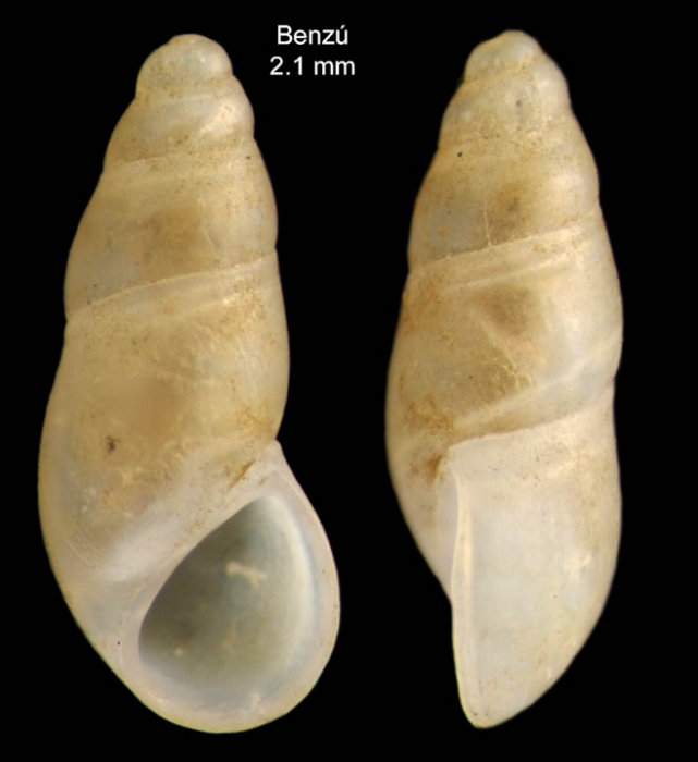 Peringiella elegans (Locard, 1892)Specimen from Benz�, Ceuta, Strait of Gibraltar (actual size 2.1 mm).