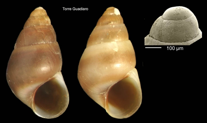 Barleeia unifasciata (Montagu, 1803)Specimen from Torre Guadiaro, C�diz, Spain (actual size 2.7 mm), and protoconch of a specimen from Torre de la Pe�a, Tarifa, Spain
