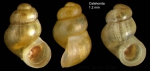 Nodulus contortus (Jeffreys, 1856)Specimen from Calahonda, Málaga, Spain (actual size 1.2 mm). Nodulus contortus (Jeffreys, 1856)Specimen from Calahonda, Málaga, Spain (actual size 1.2 mm).
