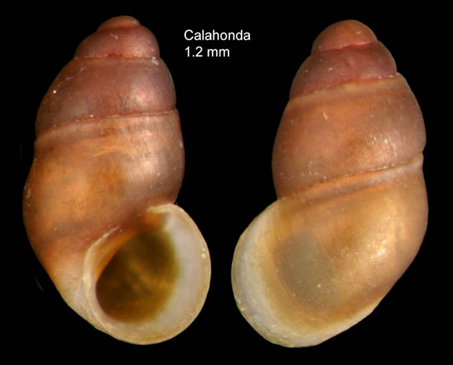 Pisinna glabrata (Von M�hlfeldt, 1824)Specimen from Calahonda, M�laga, Spain (actual size 1.2 mm).