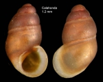 Pisinna glabrata (Von Mühlfeldt, 1824)Specimen from Calahonda, Málaga, Spain (actual size 1.2 mm). Pisinna glabrata (Von Mühlfeldt, 1824)Specimen from Calahonda, Málaga, Spain (actual size 1.2 mm).