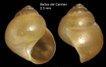 Paludinella globularis (Hanley in Thorpe, 1844)Specimen from Baños del Carmen, Málaga, Spain (actual size 2.3 mm). Paludinella globularis (Hanley in Thorpe, 1844)Specimen from Baños del Carmen, Málaga, Spain (actual size 2.3 mm).