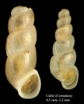 Truncatella subcylindrica (Linnaeus, 1767)Specimens from La Cortadura, Cadiz, Spain (actual sizes 4.5 mm and (juvenile) 3.2 mm).