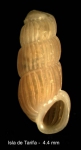 Truncatella subcylindrica (Linnaeus, 1767)Specimen from Isla de Tarifa, Spain (actual size 4.4 mm).