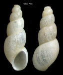 Ceratia proxima (Forbes & Hanley, 1850)Specimen from Cabo Pino (-25 m), Málaga, Spain (actual size 3.4 mm).