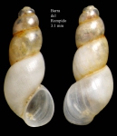 Hyala vitrea (Montagu, 1803)Specimen from Barra del Rompido, Huelva (actual size 3.1 mm). Hyala vitrea (Montagu, 1803)Specimen from Barra del Rompido, Huelva (actual size 3.1 mm).