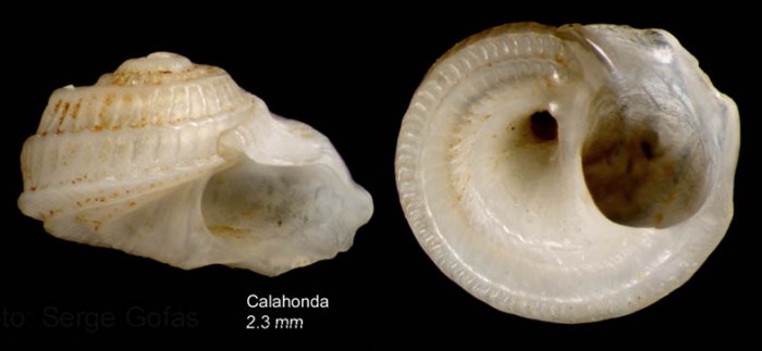 Tornus subcarinatus (Montagu, 1803)Specimen from Calahonda, M�laga, Spain (actual size 2.3 mm).