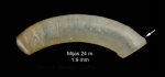Caecum subannulatum de Folin, 1870Specimen from Calahonda (-24 m), Málaga, Spain (actual size 1.9 mm). Caecum subannulatum de Folin, 1870Specimen from Calahonda (-24 m), Málaga, Spain (actual size 1.9 mm).