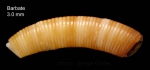 Caecum trachea (Montagu, 1803)Specimen from Barbate, Spain (actual size 3.0 mm). Caecum trachea (Montagu, 1803)Specimen from Barbate, Spain (actual size 3.0 mm).