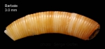 Caecum trachea (Montagu, 1803)Specimen from Barbate, Spain (actual size 3.0 mm).