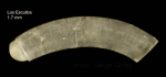 Caecum armoricum de Folin, 1869Specimen from Los Escullos, Almería, Spain (actual size 1.7 mm). Caecum armoricum de Folin, 1869Specimen from Los Escullos, Almería, Spain (actual size 1.7 mm).