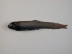 Osmeriformes