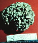 Spongia gossypina lectotype specimen Spongia gossypina lectotype specimen