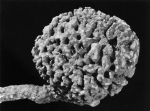 Spongia gossypina paralectotype specimen Spongia gossypina paralectotype specimen