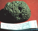 Spongia meandriformis lectotype specimen Spongia meandriformis lectotype specimen