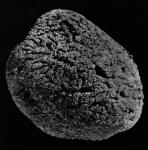 Spongia meandriformis paralectotype specimen Spongia meandriformis paralectotype specimen