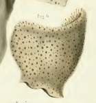 Spongia subcircularis Duchassaing & Michelotti, 1864 Spongia subcircularis Duchassaing & Michelotti, 1864
