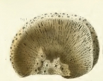 Spongia complanata Duchassaing, 1850 Spongia complanata Duchassaing, 1850