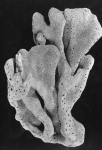 Spongia manus paralectotype specimen Spongia manus paralectotype specimen