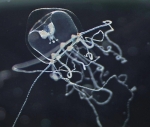 Lizzia blondina, medusa, ca. 1 mm, Norway Lizzia blondina, medusa, ca. 1 mm, Norway