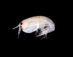 Amphipod (genus Leucothoe)