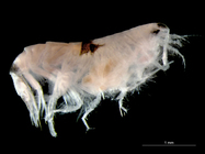 Synchelidium maculatum