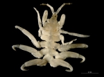 Cyamus boopis