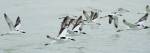 Crab plovers flying Crab plovers flying