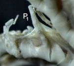 Adelometra angustiradia (PH Carpenter, 1888) base of first pinnule Adelometra angustiradia (PH Carpenter, 1888) base of first pinnule