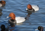 Aythya ferina. Males Aythya ferina. Males