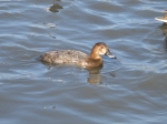 Aythya ferina. Female Aythya ferina. Female