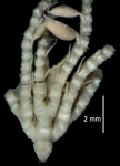 Anisometra frigida John, 1939, Natural History Museum, London, cat. no. 1948.1.7.207, GENOTYPE, lateral view Anisometra frigida John, 1939, Natural History Museum, London, cat. no. 1948.1.7.207, GENOTYPE, lateral view