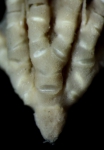 Anisometra frigida John, 1939, Natural History Museum, London, cat. no. 1948.1.7.207, GENOTYPE, lateral view close Anisometra frigida John, 1939, Natural History Museum, London, cat. no. 1948.1.7.207, GENOTYPE, lateral view close