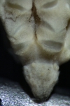 Anisometra frigida John, 1939, Natural History Museum, London, cat. no. 1948.1.7.207, GENOTYPE, interradial lateral view close Anisometra frigida John, 1939, Natural History Museum, London, cat. no. 1948.1.7.207, GENOTYPE, interradial lateral view close