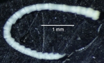 Anisometra frigida John, 1939, Natural History Museum, London, cat. no. 1948.1.7.207, GENOTYPE, cirrus Anisometra frigida John, 1939, Natural History Museum, London, cat. no. 1948.1.7.207, GENOTYPE, cirrus
