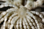 Antedon incommoda austini AM Clark, 1967, Natural History Museum cat. no. 86.2.25.4-9, TYPES spec. 1 centrodorsal