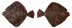 Scophthalmus maeoticus. Ambicoloration (hypermelanosis). Both sides.