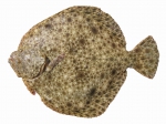 Scophthalmus maeoticus - Black Sea turbot (kalkan)