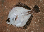 Scophthalmus maeoticus. Hypomelanized