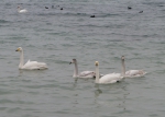 Cygnus cygnus Cygnus cygnus