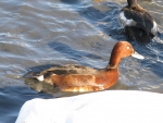 Aythya nyroca. Male Aythya nyroca. Male