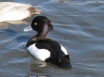 Aythya fuligula, male Aythya fuligula, male
